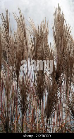 Reeds grow densely near the lake with seeds Stock Photo - Alamy