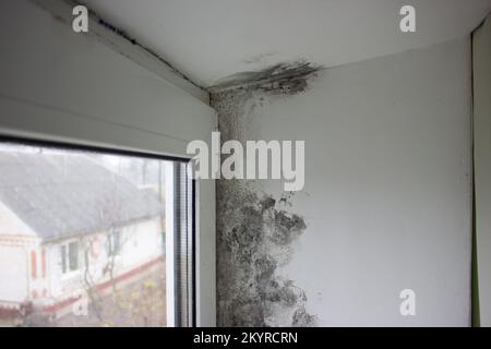 The corner of the window is covered with fungus. Mold in the house Stock Photo