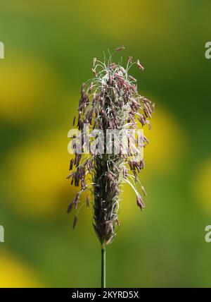 Some stalks of meadow foxtail grass in summer. Green blades of grass in the  sunshine. Ear of grass with seeds and leaves. Panicle with anthers. Wild  Stock Photo - Alamy