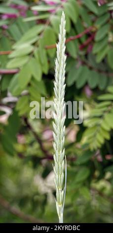 Peregul plant perennial or English ryegrass Lolium perenne wild Stock Photo