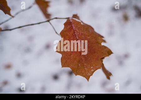 A snow-covered oak branch with dry leaves on a background of winter forest Stock Photo