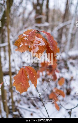 A snow-covered oak branch with dry leaves on a background of winter forest Stock Photo