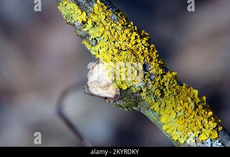 Xanthoria wall lichen growing in the forest on a tree Stock Photo