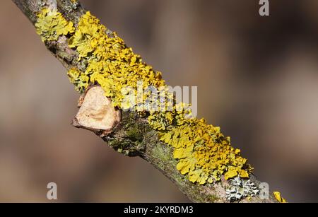 Xanthoria wall lichen growing in the forest on a tree Stock Photo