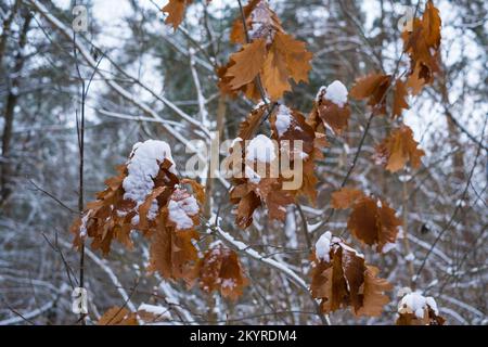 A snow-covered oak branch with dry leaves on a background of winter forest Stock Photo