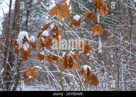 A snow-covered oak branch with dry leaves on a background of winter forest Stock Photo