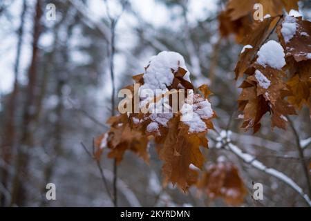 A snow-covered oak branch with dry leaves on a background of winter forest Stock Photo