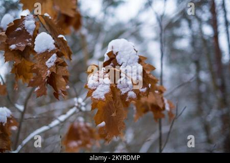 A snow-covered oak branch with dry leaves on a background of winter forest Stock Photo