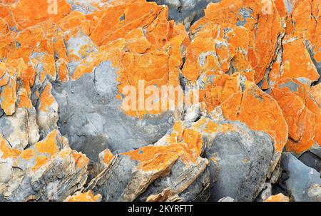 Orange hue on the granite rocks comes from lichens, a combination of algae and fungus that can be found on the Tasmanian coast. Stock Photo