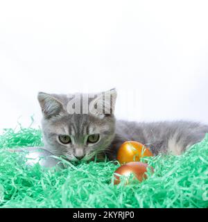 Little gray kitten lying on a paper straw and playing with Easter eggs. Hunt Easter eggs concept. Easter with pets concept Stock Photo