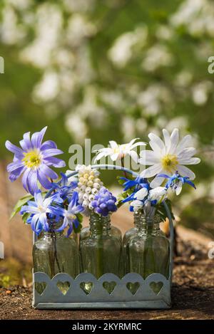 Different spring blossoms in little bottles on wooden background Stock Photo