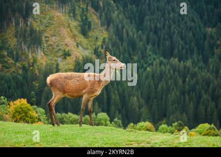 Rothirsch (Cervus elaphus) Hirschkuh in den Alpen, Herbst, Wildpark Aurach, Kitzbühel, Österreich, Europa Stock Photo