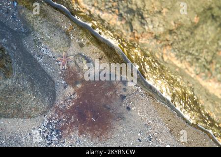 Starfish underwater lying in sand in front of sea tank. Marine animal on the coast of Denmark. Animal shot from the sea Stock Photo