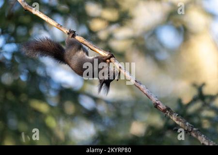 Squirrel (Sciurus) hanging upside down from a branch, Arosa, Canton Grisons, Switzerland, Europe Stock Photo