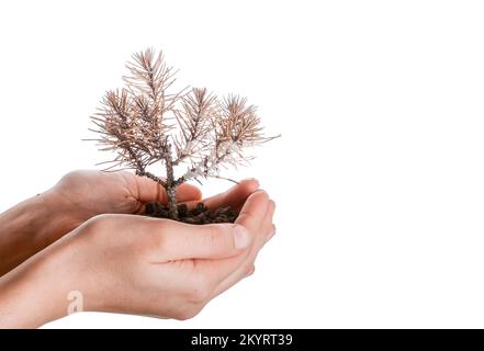 Hand holding a dead tree in hand in a handful soil on a white background Stock Photo