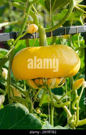 Squash Turks Turban, pumpkin, Cucurbita maxima Turk's Turban, fruit on the vine Stock Photo