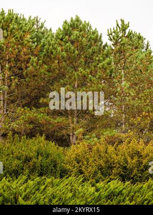 Thuja and pine trees and bushes with green and brown branches Stock Photo