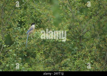 Azure-winged magpie (Cyanopica cyana) in Monfragüe, Extremadura, Spain, Europe