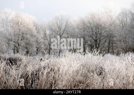 Winter landscape with snow-covered dry plants on a blurred background under the snowfall. Merry Christmas and happy New Year greeting background. Stock Photo
