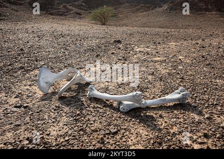 Dead animal dry bones in a rocky environment, desert landscape Stock Photo