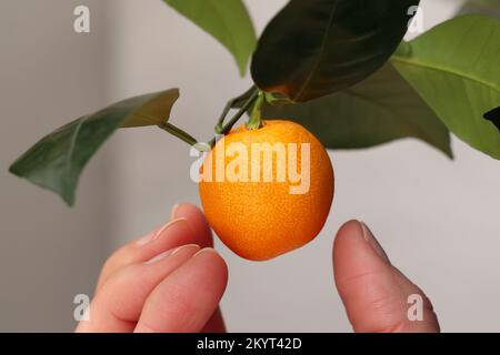 A woman's hand is about to pluck a calamondin from the calamansi tree growing at home. The small, round, orange citrus fruit, also known as Calamansi, Stock Photo