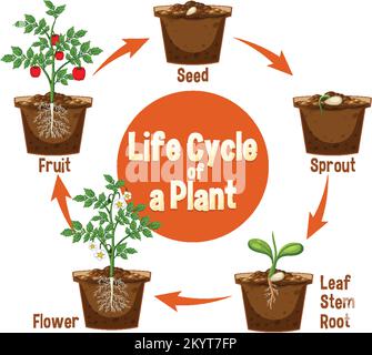 Life cycle of a plant diagram illustration Stock Vector Image & Art - Alamy