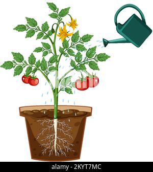 Tomato plant root in pot vector illustration Stock Vector Image & Art ...