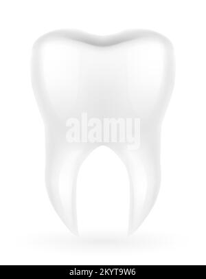 human root tooth model vector illustration isolated on white background Stock Vector