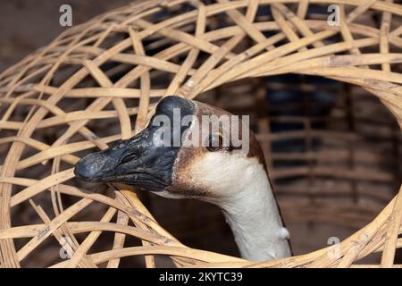 Chinese goose (Anser cygnoides domesticus), Kachin State, Myanmar Stock Photo