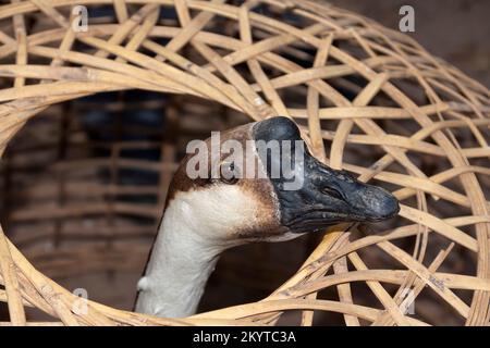 Chinese goose (Anser cygnoides domesticus), Kachin State, Myanmar Stock Photo