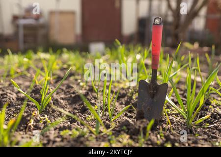 Young green spring shoots of garlic on a sunny day against a background of dark soil Stock Photo