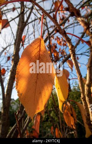 Colourful fading leaves on an ornamental cherry tree in fall, autumn, winter, Devon UK. Prunus serrulata, japanese cherry tree. Stock Photo