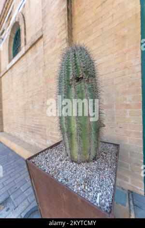 Austin, Texas- Potted columnar cactus near the wall with bricks. Cactus on a brown pot with pebbles and rotten spots against the building at the back. Stock Photo
