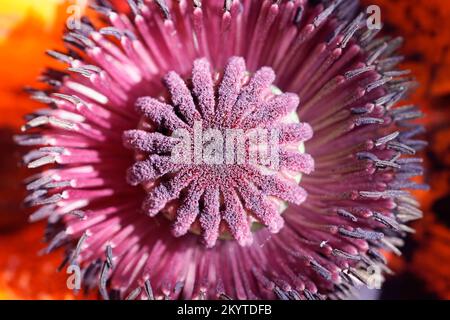 Poppy close-up. Heart of a poppy. Papaver. Stock Photo