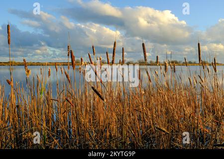 Golden bulrushes at the edge of Slapton Ley Nature Reserve, on a wintery afternoon, Start Bay, South Devon, UK Stock Photo