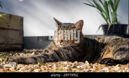 A tabby cat sleeping relaxing on a gravel path on a warm sunny afternoon Stock Photo
