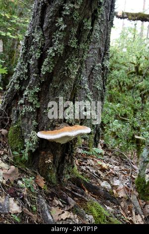 Young Red-Belted Conk or Stem Decay Fungus Fomitopsis pinicola Shelf Fungus or Bracket Fungus or Mushroom Stock Photo