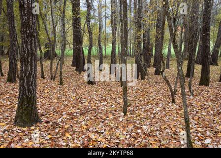 Mixed Poplar Forest with Trunks of Black Poplars, Populus nigra, and White Polars, Populus alba, in Autumn with Autumn Leaves on Forest Floor Stock Photo
