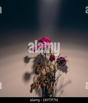 Withered rose with dry leaves highlighted from above. Stock Photo