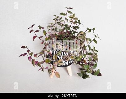 Tradescantia fluminensis tricolor house plant in a black and white decorative pot on legs set against a white background with copy space Stock Photo