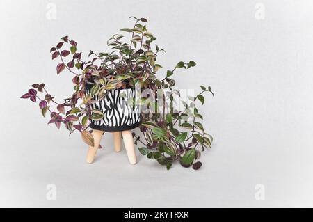 Tradescantia fluminensis tricolor house plant in a black and white decorative pot on legs set against a white background with copy space Stock Photo