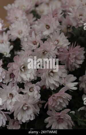 Bouquet of chrysanthemums located in a local garden in late autumn, early winter Stock Photo