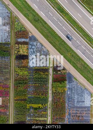 Aerial view of a nursery of yellow and red trees and plants, lined up in a row, during autumn at the side of the motorway with a passing car Stock Photo