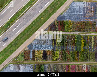 Aerial view of a nursery of yellow and red trees and plants, lined up in a row, during autumn at the side of the motorway with a passing car Stock Photo