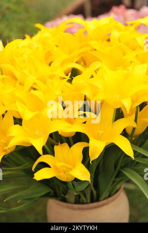 A bouquet of yellow lily-flowered tulips (Tulipa) West Point on an exhibition in May Stock Photo
