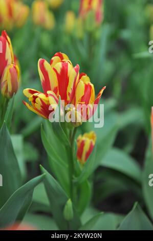 Red and yellow multi-flowered Single Late tulips (Tulipa) Wonder Club bloom in a garden in April Stock Photo