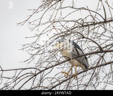 A Black-crowned Night Heron (Nycticorax nycticorax) perches in the top of a tree at Sepulveda Basin Wildlife  Reserve in Van Nuys, CA. Stock Photo
