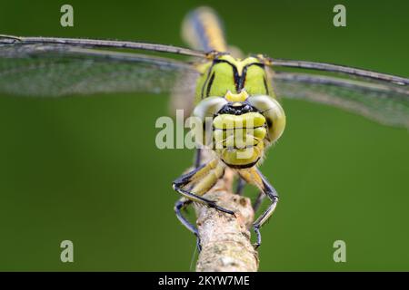 Large green dragonfly female green snaketail (Ophiogomphus cecilia) on a dry twig Stock Photo