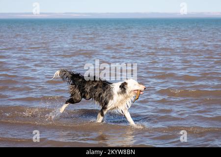 Beautiful black and white collie running with his stick at the edge of the lake. Wet animal playing in the water. Stock Photo