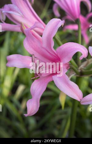 Paeonia Wittmanniana Rosea flowering in December in the South of England Stock Photo